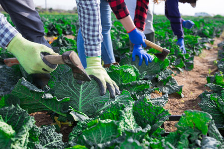 Closeup of farmer hands harvesting fresh cabbage