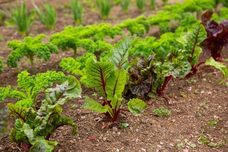 Rows of harvest of beet in garden outdoor, nobodyの写真素材
