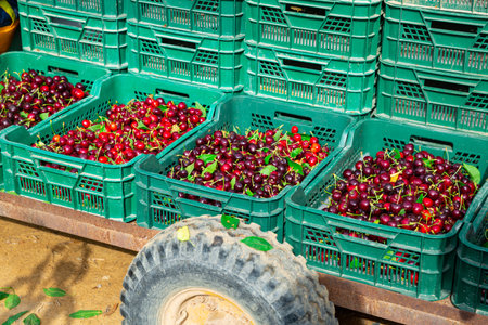 Closeup of freshly harvested cherry in plastic boxes on plantation on day