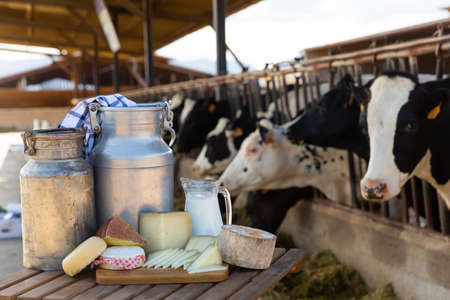 Dairy products - milk, cheese, cottage cheese on the background of cows in barnの写真素材