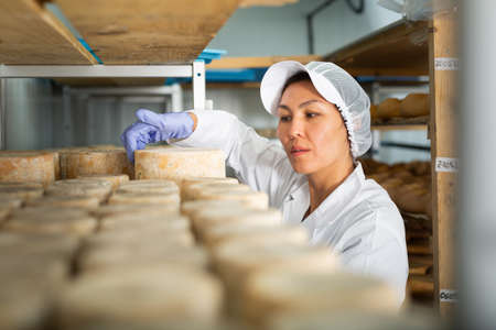 Cheese maker cleaning cheeses in his workshop. Numbers on white pieces of paper are date when cheese was put into ripening chamberの写真素材