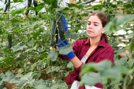 Girl picking cucumbers in hothouseの写真素材