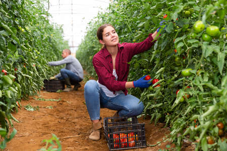 Man and girl picking tomatoesの写真素材