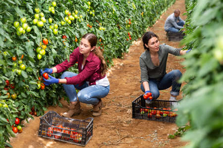 Farmers harvest tomatoes and put in boxesの写真素材