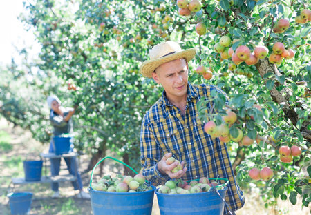 Man farmer harvesting ripe pears from tree in garden