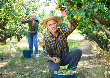 Two workers picking pears from treesの写真素材