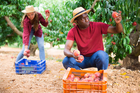 Successful male owner of orchard gathering harvest of ripe peaches on day