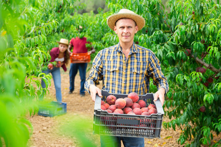 Farmer carrying plastic box full of peaches in orchard