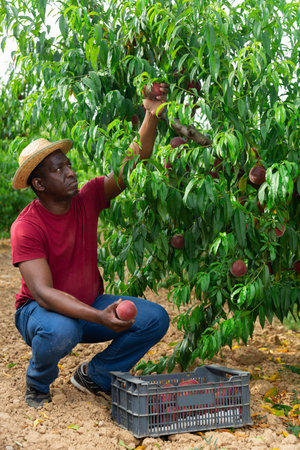 Man picking peachesの写真素材