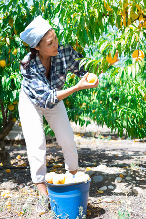 Female gardener with ripe peaches in orchard on sunny day