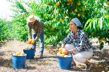 Group of farm workers harvesting crop of ripe peaches at gardenの写真素材