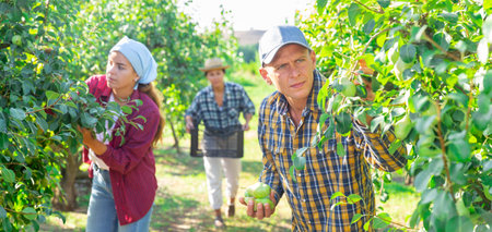 Focused male gardener picking pears at orchard