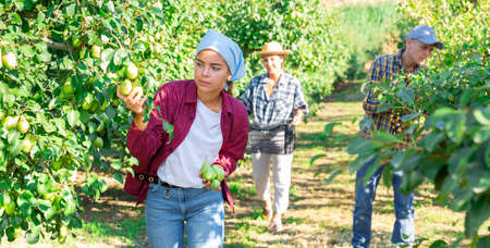 Woman gardener picking sweet pears from treeの写真素材