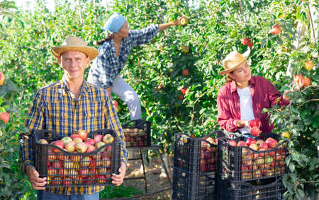 Man with crate of applesの写真素材