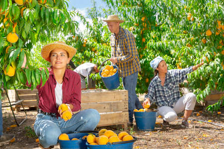 Young woman farmer picking peaches in fruit gardenの写真素材