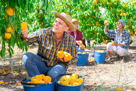 Hired worker harvesting ripe peaches on farmer fieldの写真素材