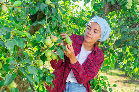Woman gardener picking sweet pears from tree