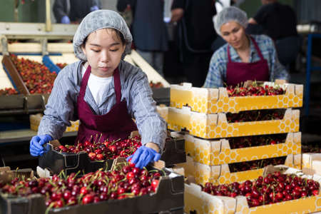 Chinese woman worker controlling quality of cherry in boxesの写真素材