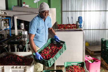 Gardener posing with boxes with cherry at agriculture manufacture