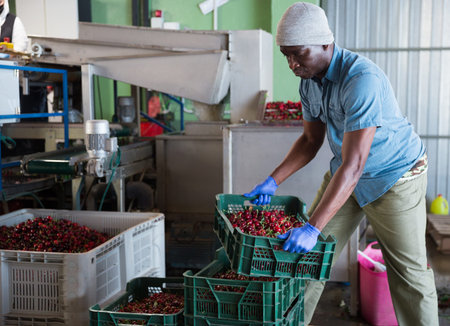 Man working on sorting line at fruit warehouse, stacking boxes with cherry closeup