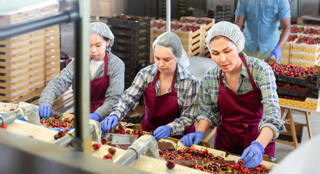 Group of warehouse workers sorting ripe cherry in fruit warehouse