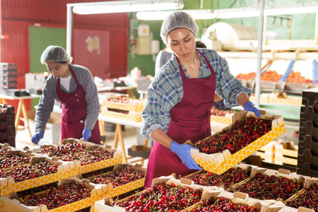Asian woman sorting cherries