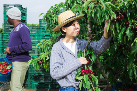 Female worker harvest cherry in bucket