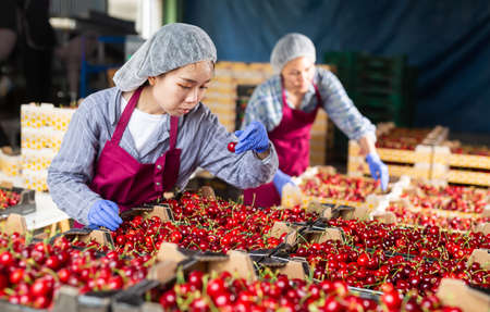 Chinese woman worker controlling quality of cherry in boxesの写真素材