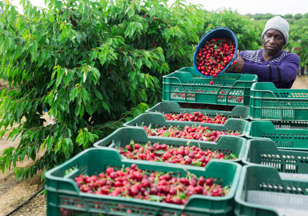 Afro american farmer doing gardening with buckets full of red cherry