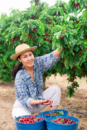 Asian female worker picking cherries in the farm garden