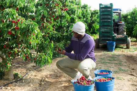Portrait of afro male worker picking cherry in box