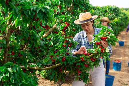 Asian woman working at the farmの写真素材
