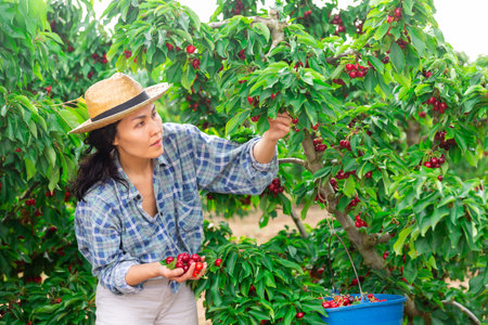 Woman picking cherry