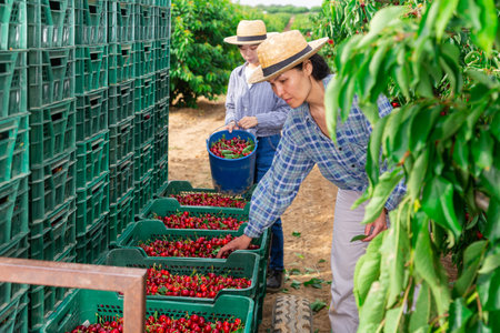 Asian women gardeners filling crates with cherries