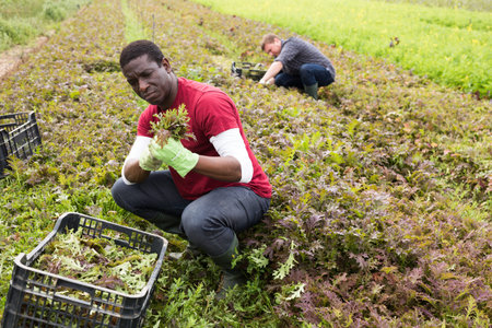 African American workman harvesting red leaf mizuna