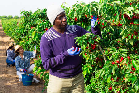 workers working at the cherry farmの写真素材