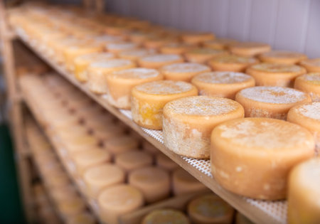 Head cheese on shelf in cheese dairyの写真素材