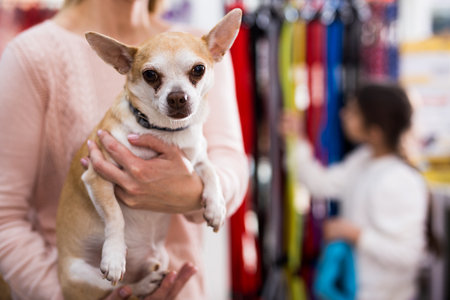 Positive woman with chihuahua dog in pet shopの写真素材