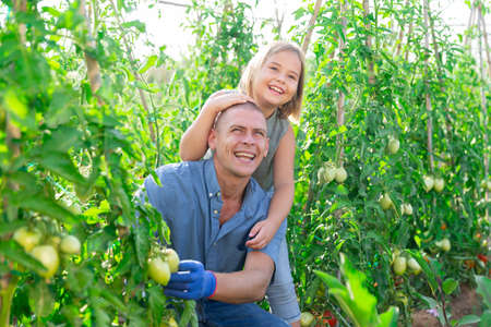 Teenage daughter helps father look after tomato sprouts in gardenの写真素材