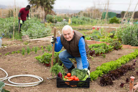 Senior man horticulturist holding crate with harvest of vegetablesの写真素材