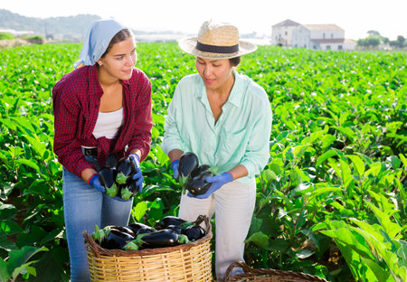 Two female farmers working on field during aubergine harvestの写真素材