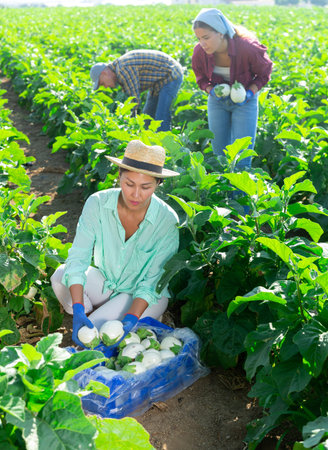 Successful Asian female farmer harvesting white eggplants