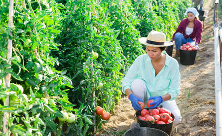 Focused Asian woman harvesting red tomatoes on farm fieldの写真素材