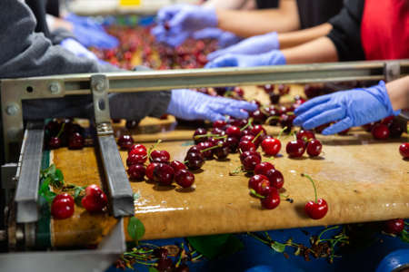 Ripe cherries on the sorting conveyorの写真素材
