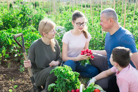 Happy family of four with basket of ripe vegetables on fieldの写真素材