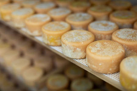 Closeup of heads of goat cheese arranged to ripen on cheese factoryの写真素材