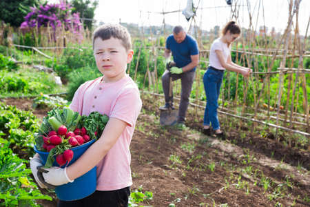 Boy is pleased with the harvested ripe vegetables on the fieldの写真素材