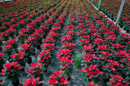 Euphorbia pulcherrima plants growing at farmの写真素材