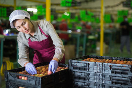 Hired farm worker checks and sorts peaches in warehouseの写真素材