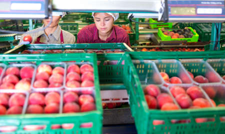 Women workers soring peachesの写真素材